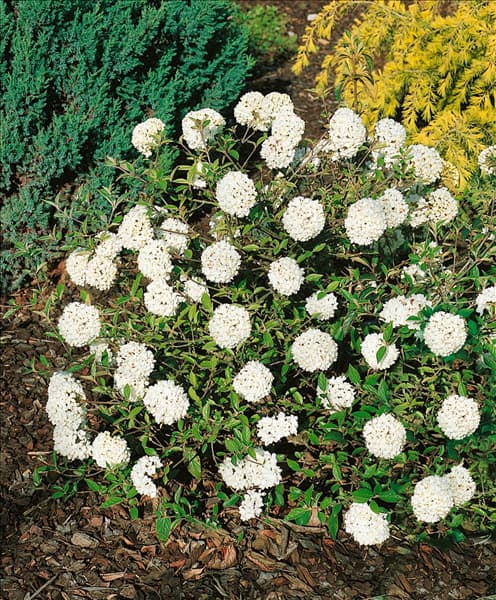 VIBURNUM ESKIMO
