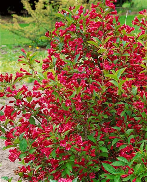 WEIGELA NEWPORT RED