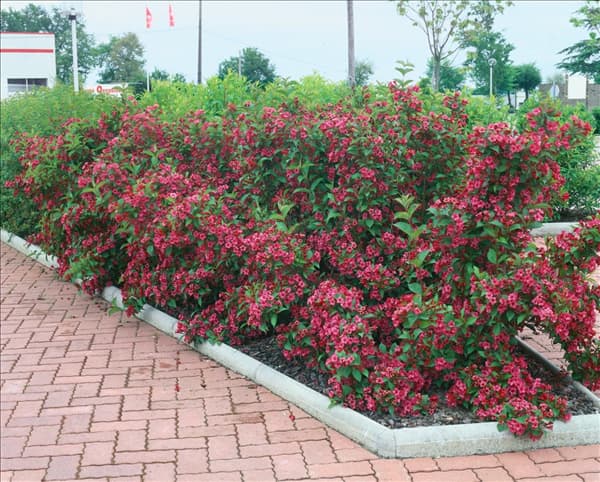 WEIGELA RED