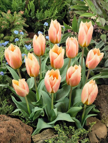 Tulipa greigii Für Elise