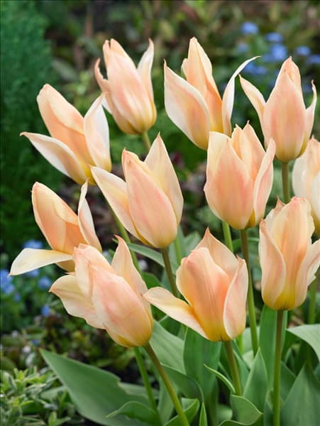 Tulipa greigii Für Elise