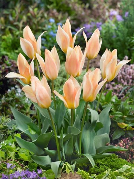 Tulipa greigii Für Elise