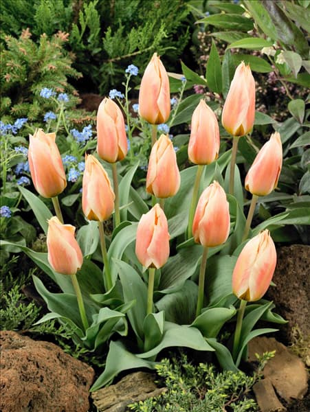 Tulipa greigii Für Elise