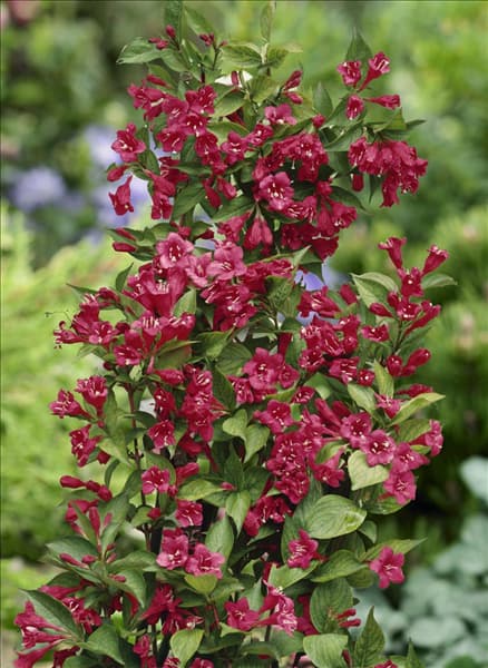 Weigela Bristol Ruby