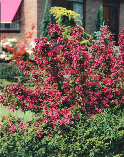 Weigela Bristol Ruby