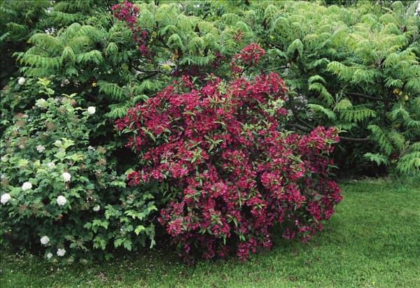 Weigela Bristol Ruby