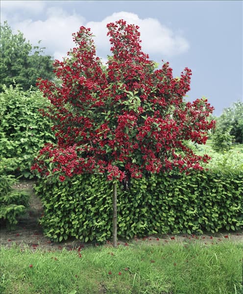 Weigela Bristol Ruby