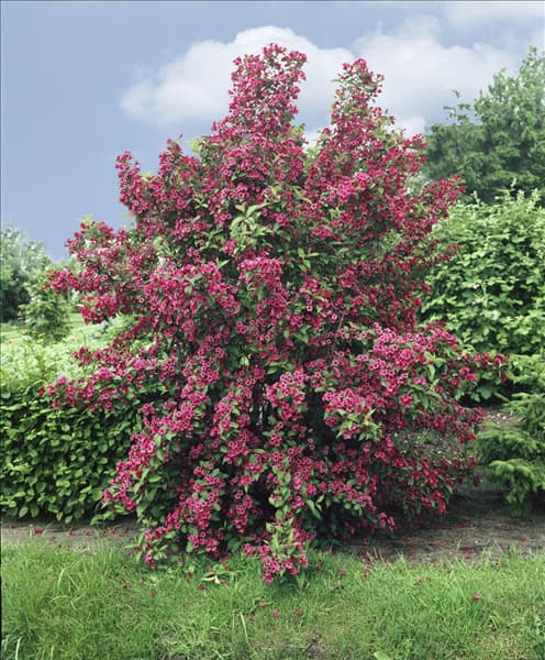 Weigela Bristol Ruby