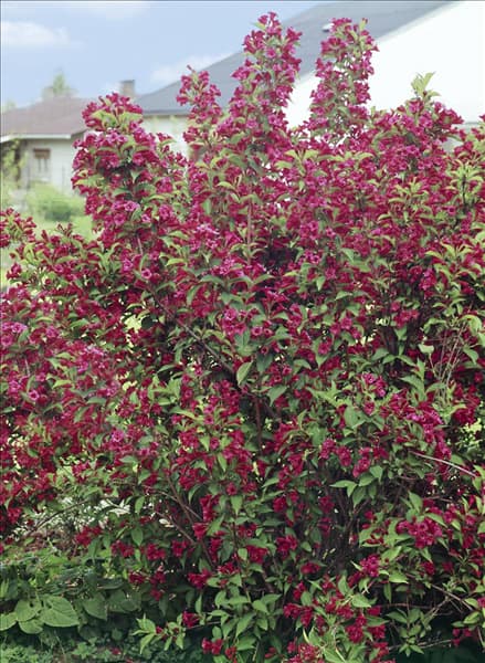Weigela Bristol Ruby