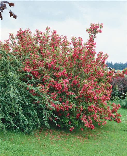 Weigela Bristol Ruby