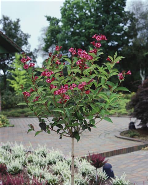 Weigela Bristol Ruby