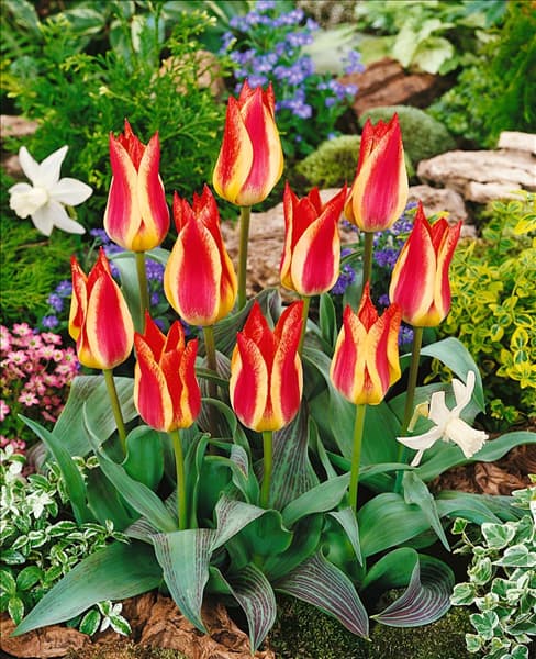 Tulipa greigii Treasure