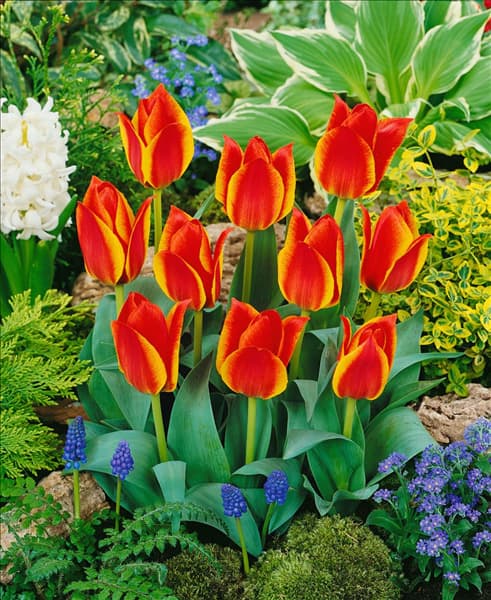 Tulipa greigii Treasure