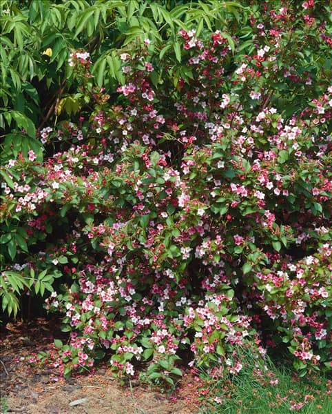 Weigela florida Carnaval (Courtalour)