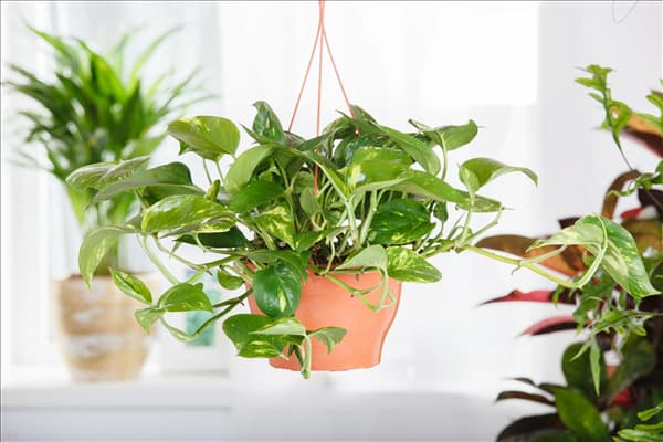 Epipremnum aureum