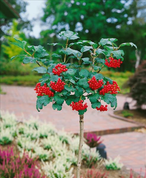 Viburnum opulus Compactum / Hochstamm