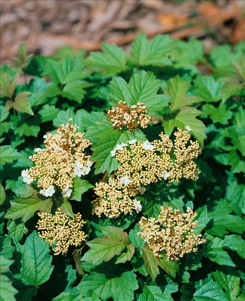 VIBURNUM OPULUS COMPACTUM