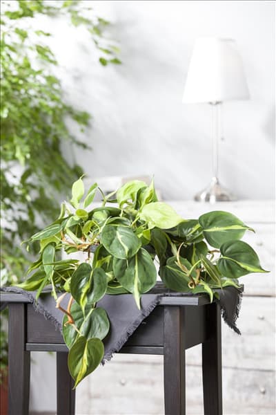 Epipremnum aureum