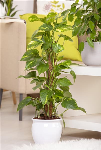 Epipremnum aureum