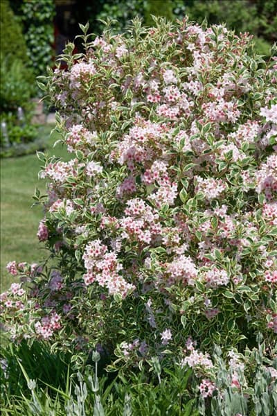 Weigela florida Variegata