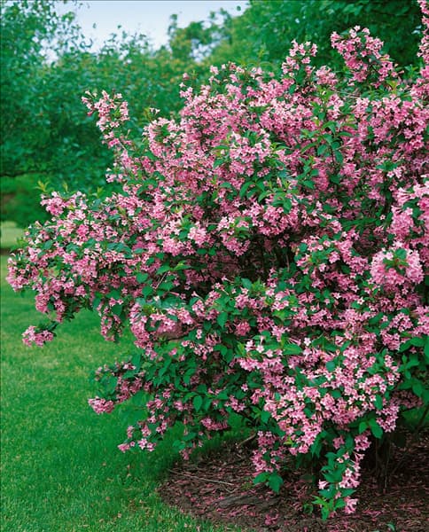 Weigela florida Pink Princess