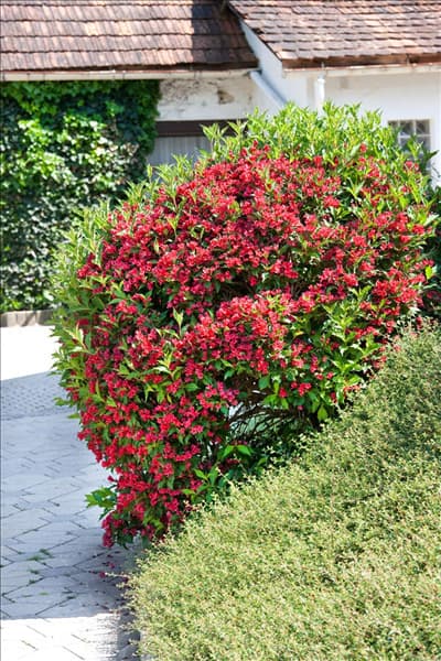 Weigela florida