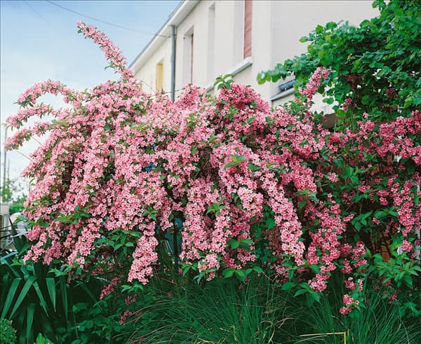 WEIGELA FLORIDA ROSEA