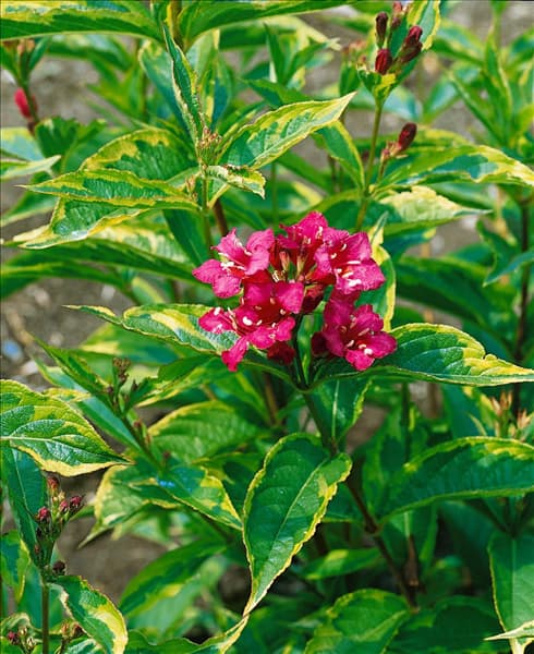Weigela florida Brigela French Lace
