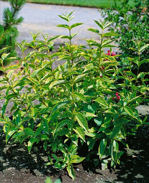Weigela florida Brigela French Lace