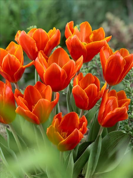 Tulipa kaufmanniana Early Harvest