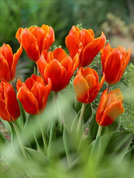 Tulipa kaufmanniana Early Harvest
