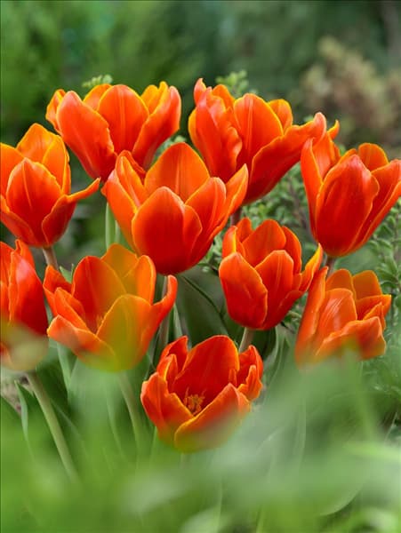 Tulipa kaufmanniana Early Harvest
