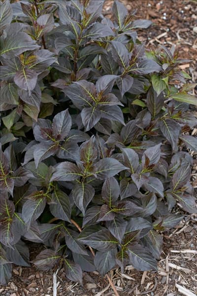 Weigela florida Dark Horse