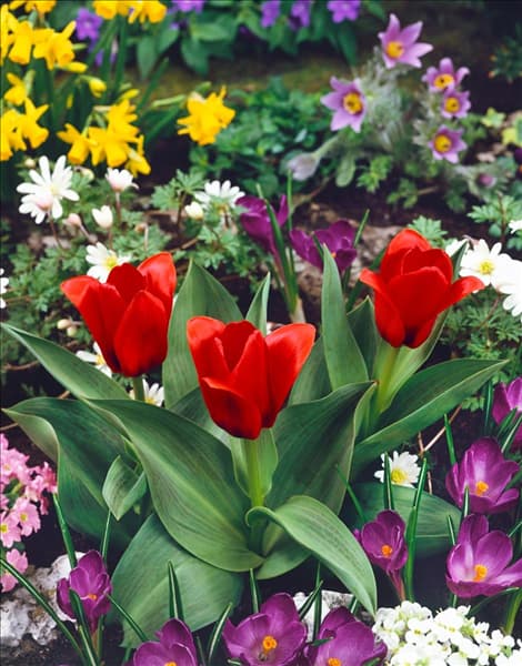 Tulipa kaufmanniana Showwinner