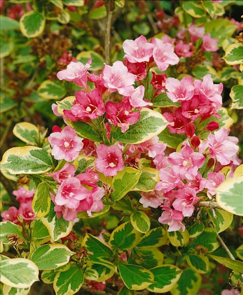 WEIGELA KOSTERIANA VARIEGATA