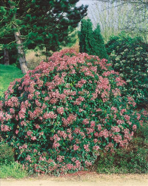 Viburnum tinus Eve Price