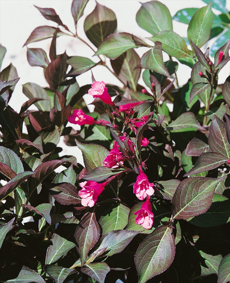 WEIGELA WINE & ROSES