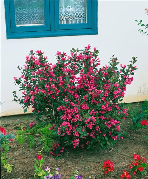 WEIGELA WINE & ROSES