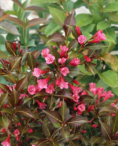 WEIGELA WINE & ROSES