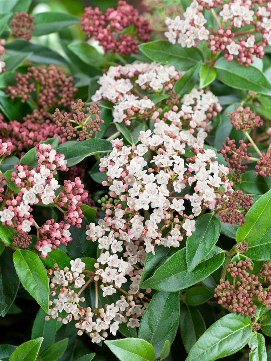Viburnum tinus Eve Price
