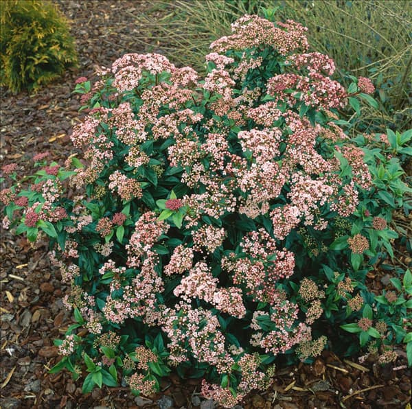 VIBURNUM TINUS EVE PRICE