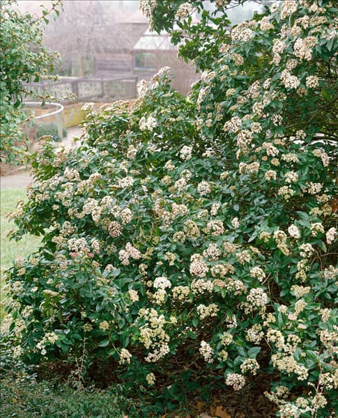 VIBURNUM TINUS EVE PRICE