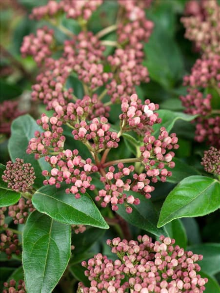 Viburnum tinus Eve Price