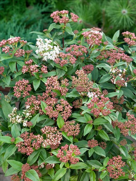 Viburnum tinus Eve Price
