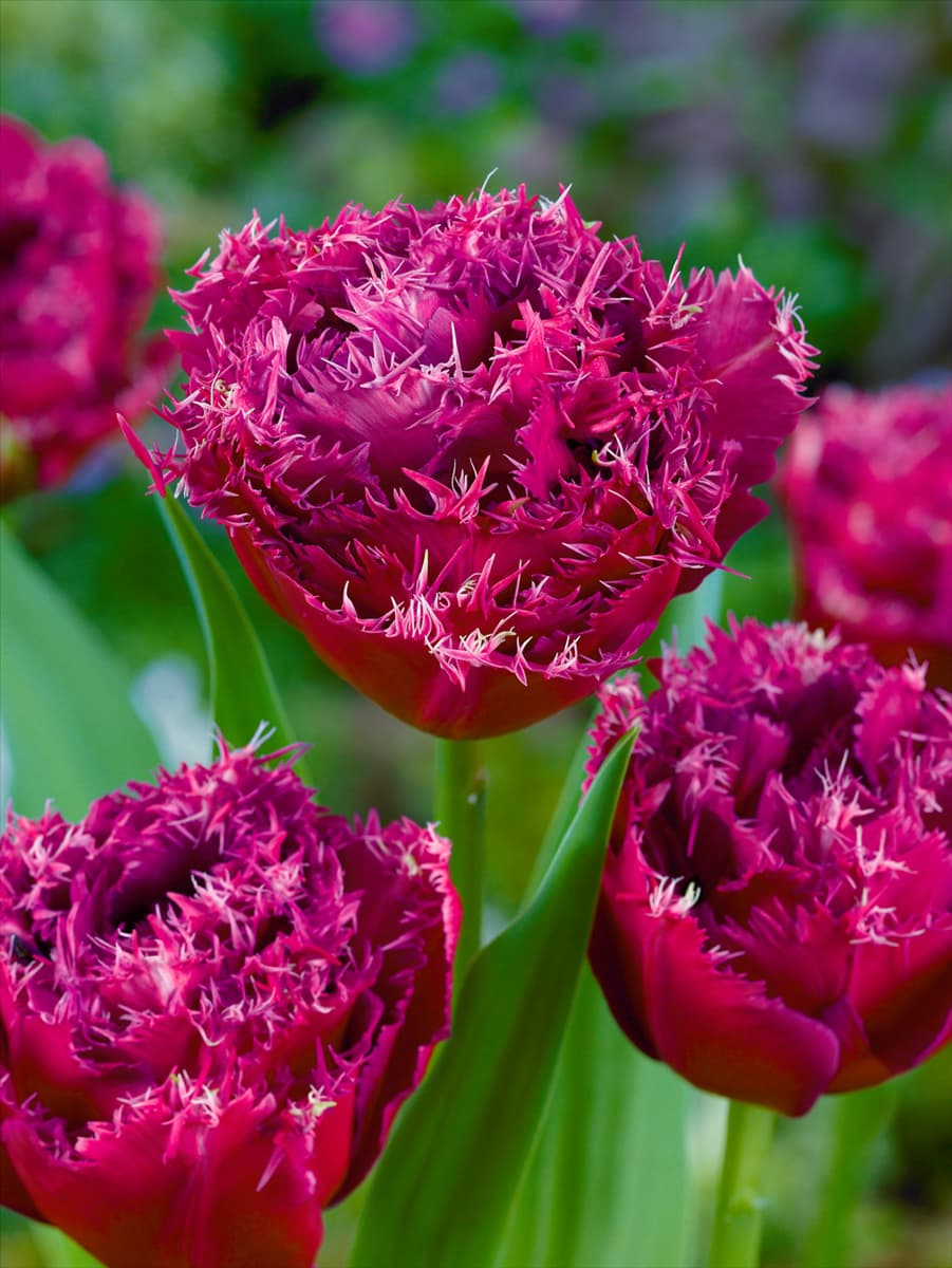 Tulipa Crispa Mascotte