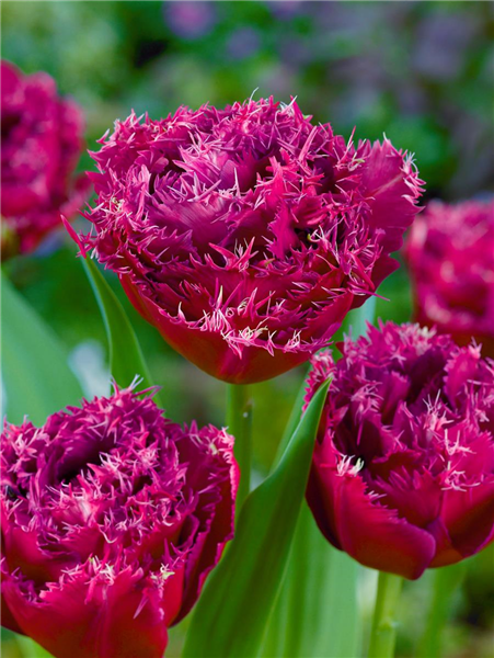 Tulipa Crispa Mascotte