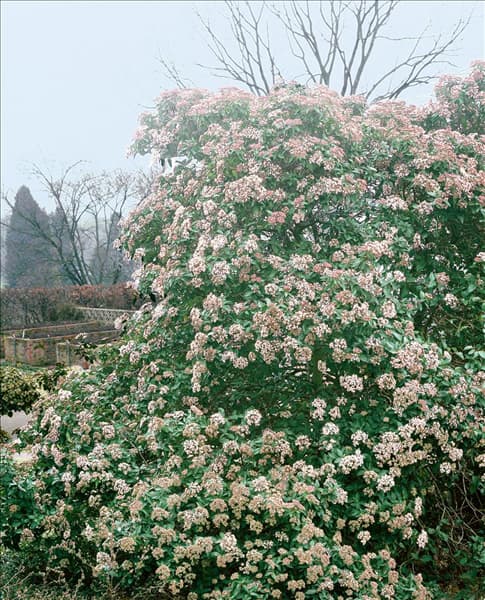VIBURNUM TINUS EVE PRICE