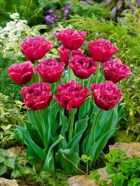 Tulipa Crispa Mascotte
