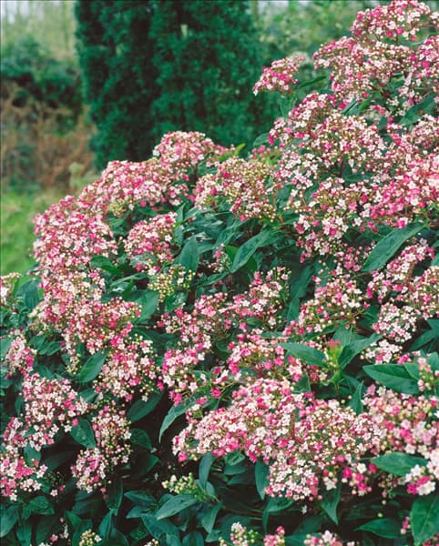 Viburnum tinus Eve Price