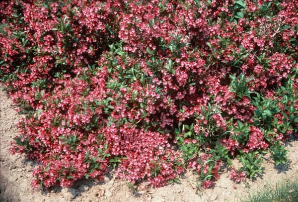 WEIGELA MINUET